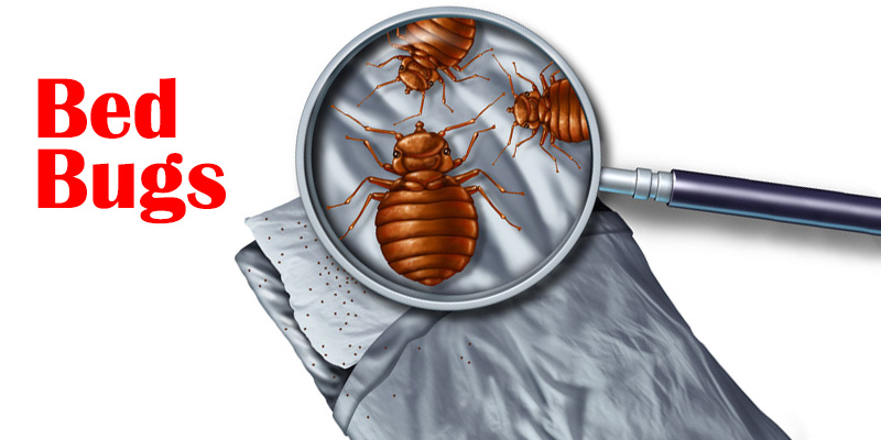 Bed Bug Preparation