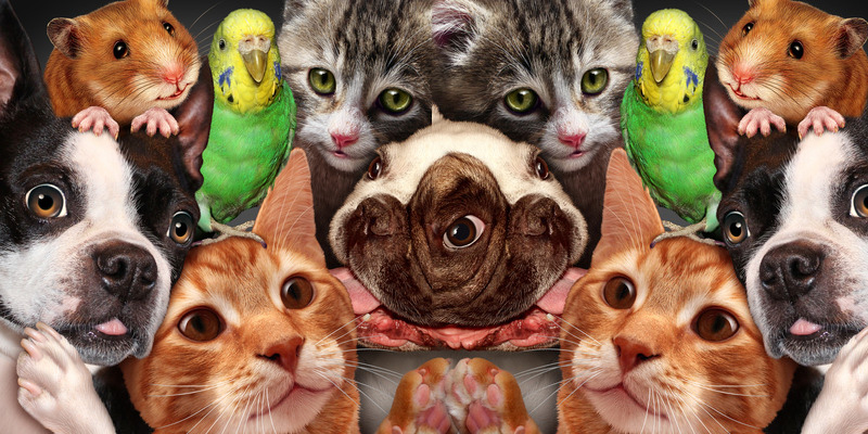 Animal Infestation / Hoarding